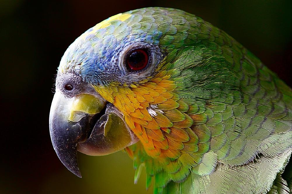 Papuga, czyli ptak wymagający