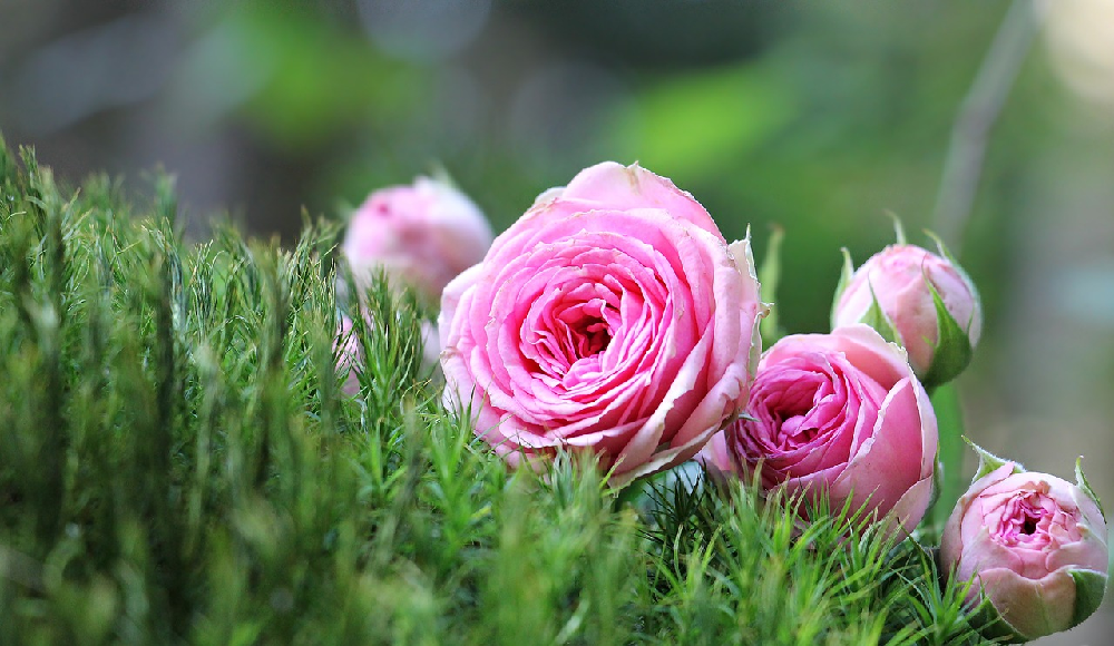 Szkółka róż - jak wybrać silne i piękne róże?