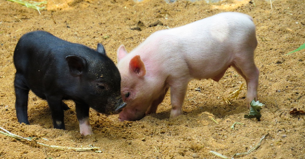 Chów świń – podstawowe zasady żywienia trzody chlewnej